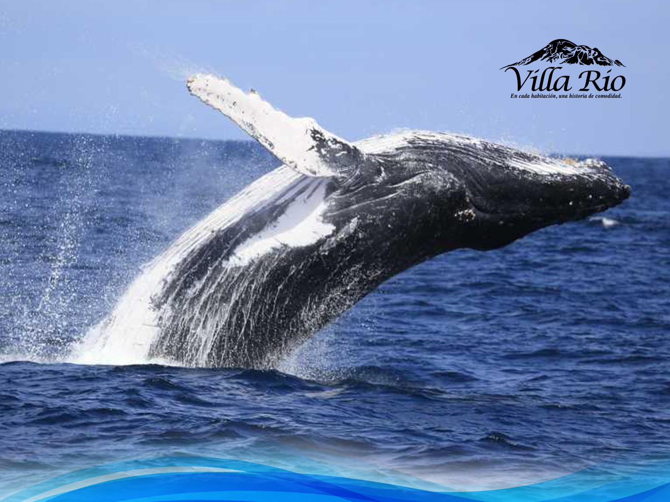 Avistamiento de Ballenas